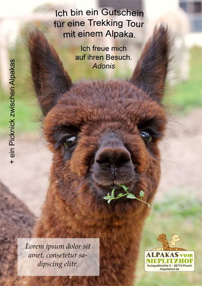 Alpaka Wanderung mit Picknick – Ein unvergessliches Naturerlebnis - Alpakawolletraum.com