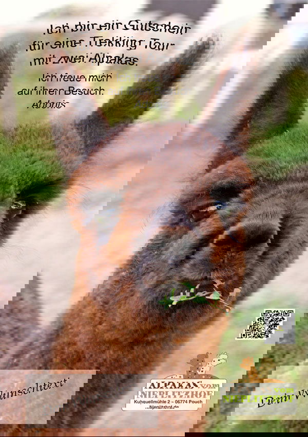 Gutschein für Alpaka Wanderung – Entspannung pur in idyllischer Natur - Alpakawolletraum.com