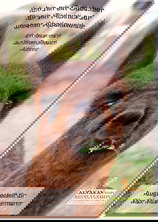 Gutschein für ein unvergessliches Picknick zwischen Alpakas – Natur hautnah erleben! - Alpakawolletraum.com