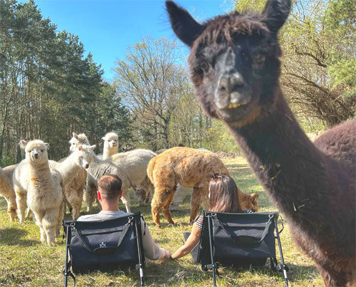 🦙 Entspannen auf der Alpakaweide – Wo Ruhe flauschig wird 🌿