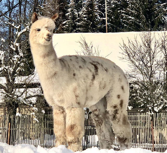 Hochwertige Alpaka Rohwolle von Happy-go-lucky – Appaloosa-Muster, erste Wahl